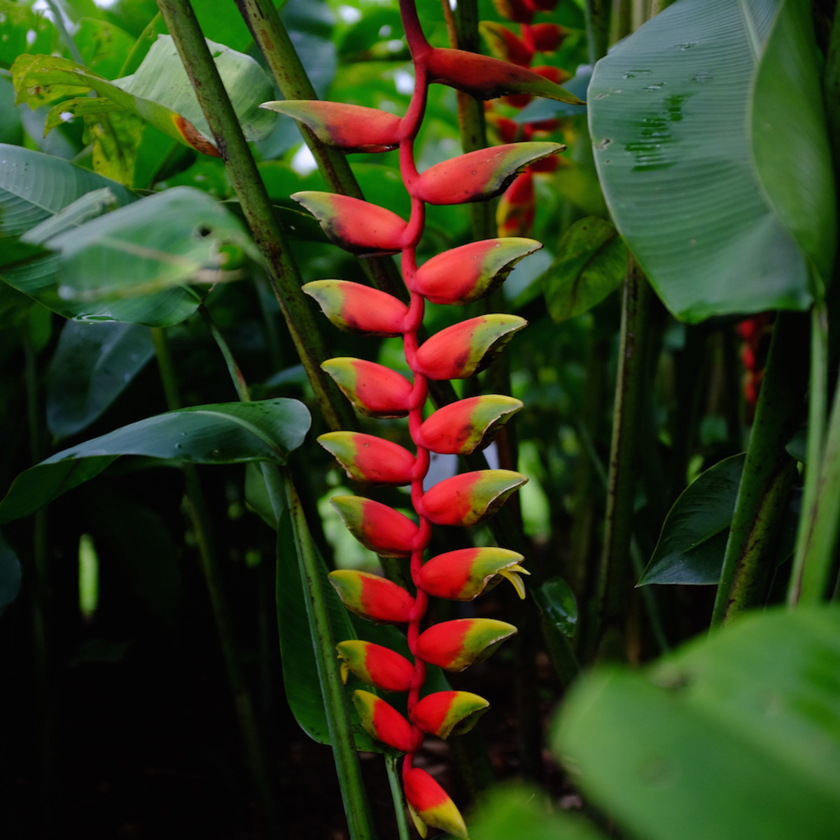 How to Grow Heliconias Dengarden