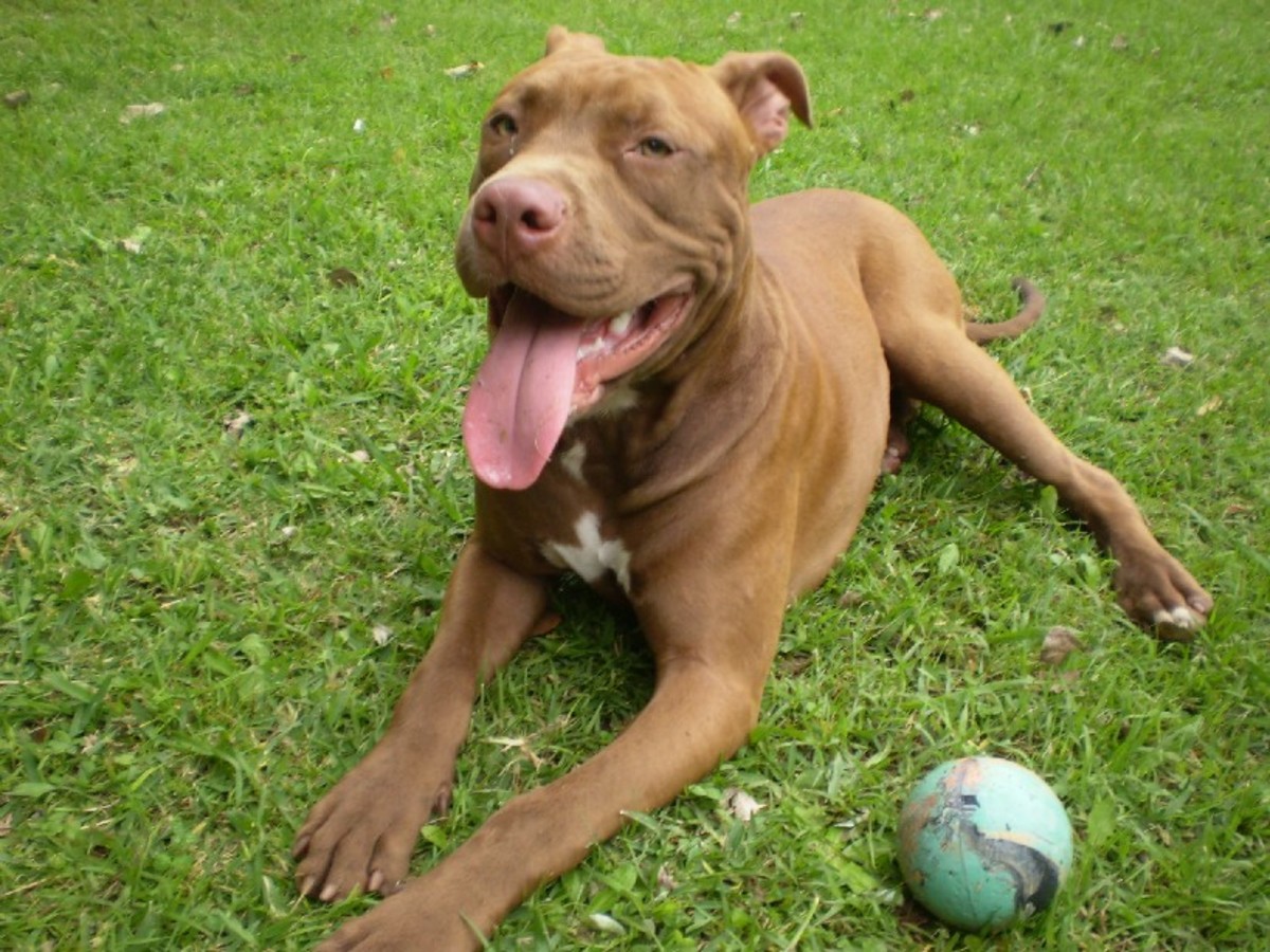 Top 10 Strongest Dogs HubPages