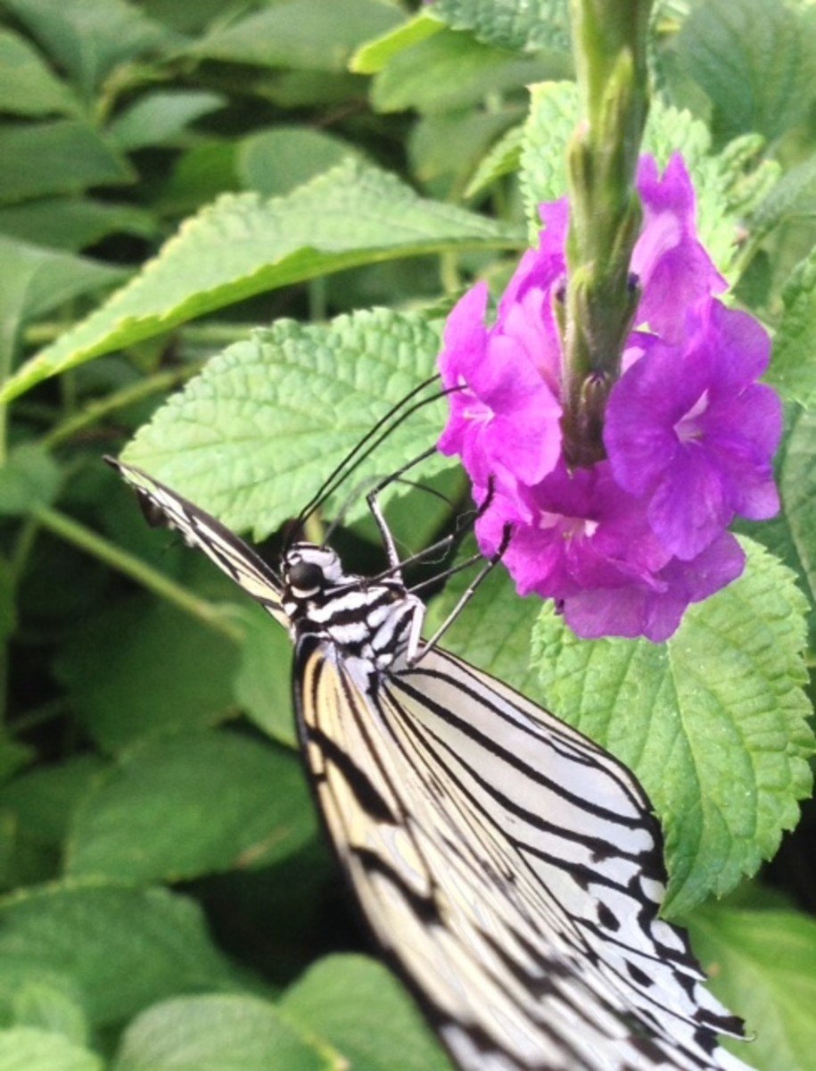 The Paper Kite Butterfly Owlcation