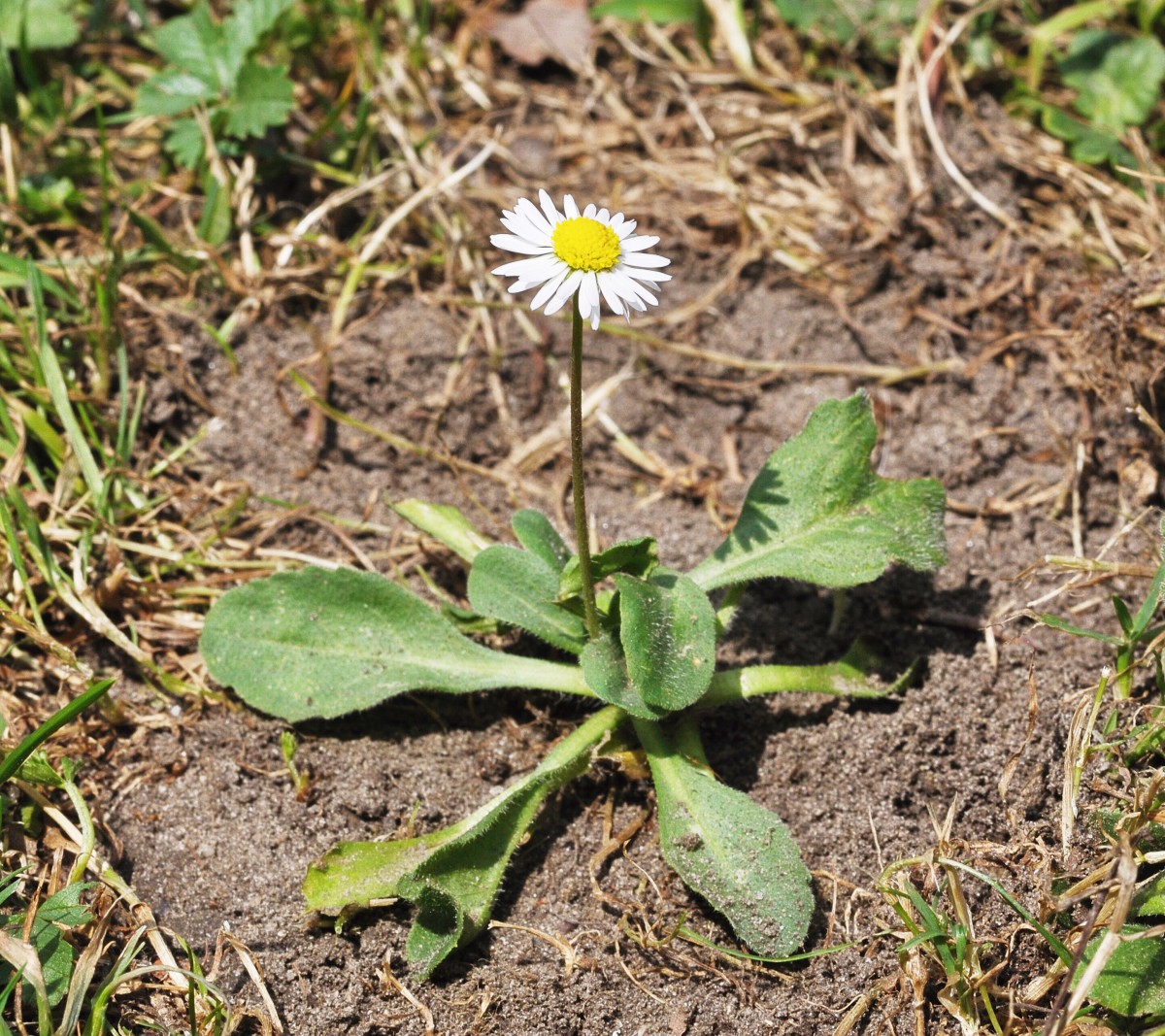 Buttercups and Daisies Beautiful Wildflowers of Spring and Summer
