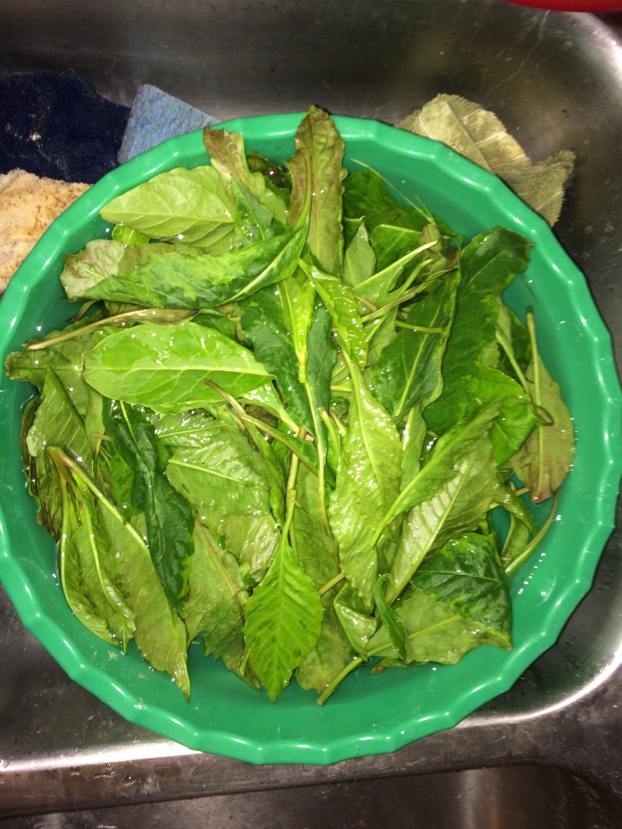 Poke Sallet (Poke Salad) How to Handle, Harvest, and Prepare Pokeweed Delishably