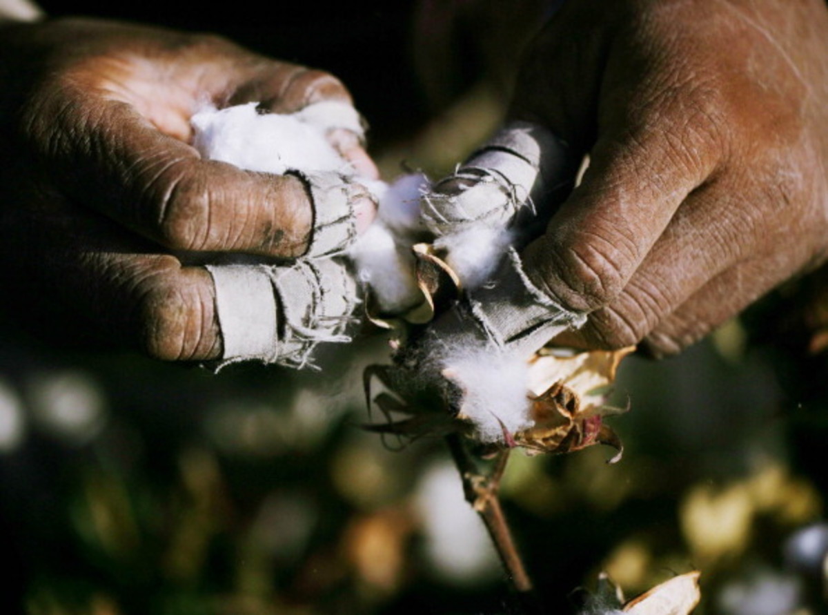 This is a Cotton Picking Story . . . HubPages