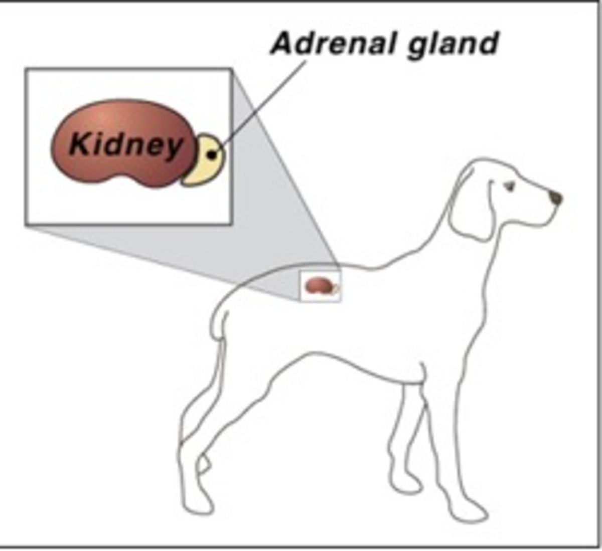 What is Addison's Disease in Dogs? Signs and Treatment HubPages