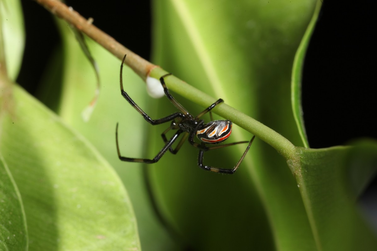 Black Widows in Spring HubPages