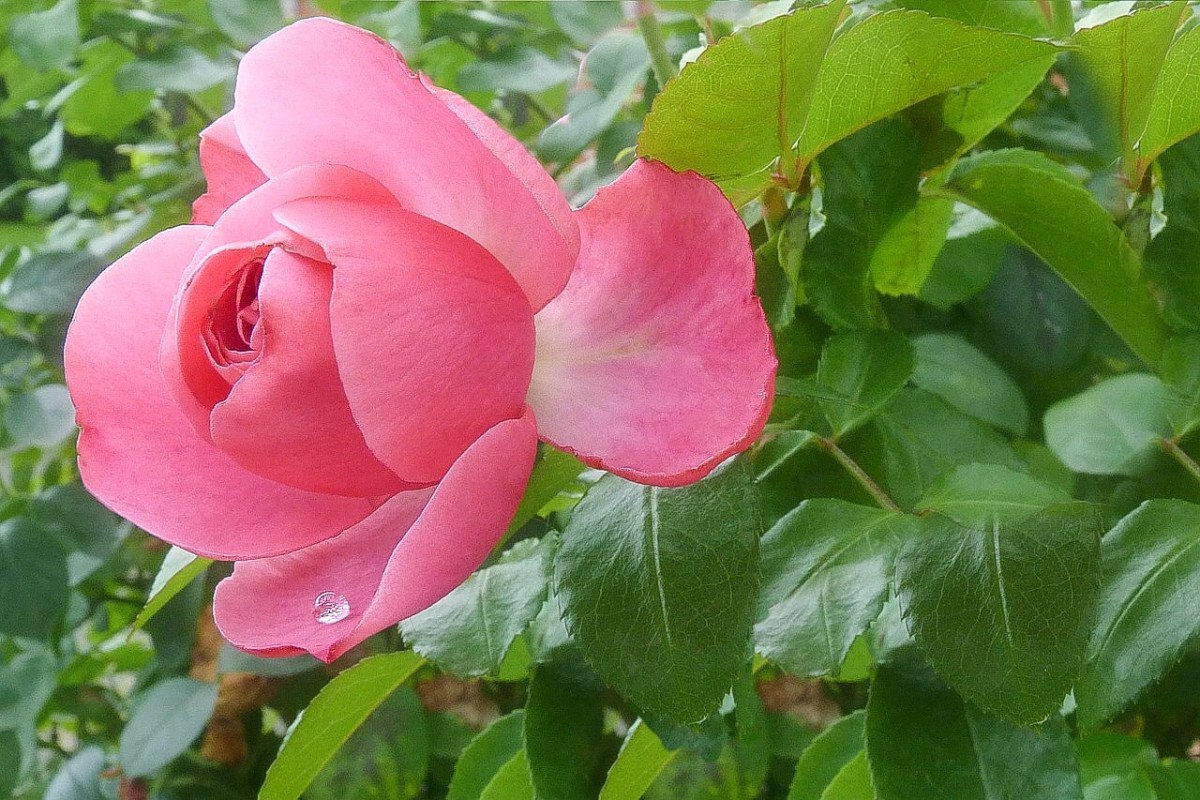 Incident Garden A In Rose Analysis khadijah eladia G