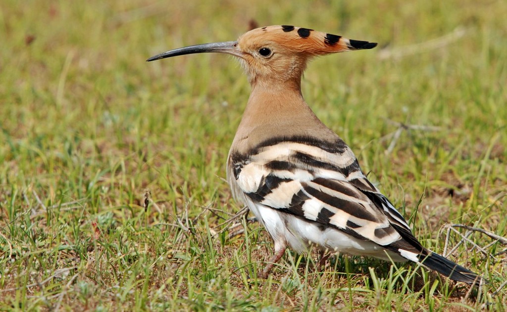 Hoopoe { Birds of Europe } hubpages