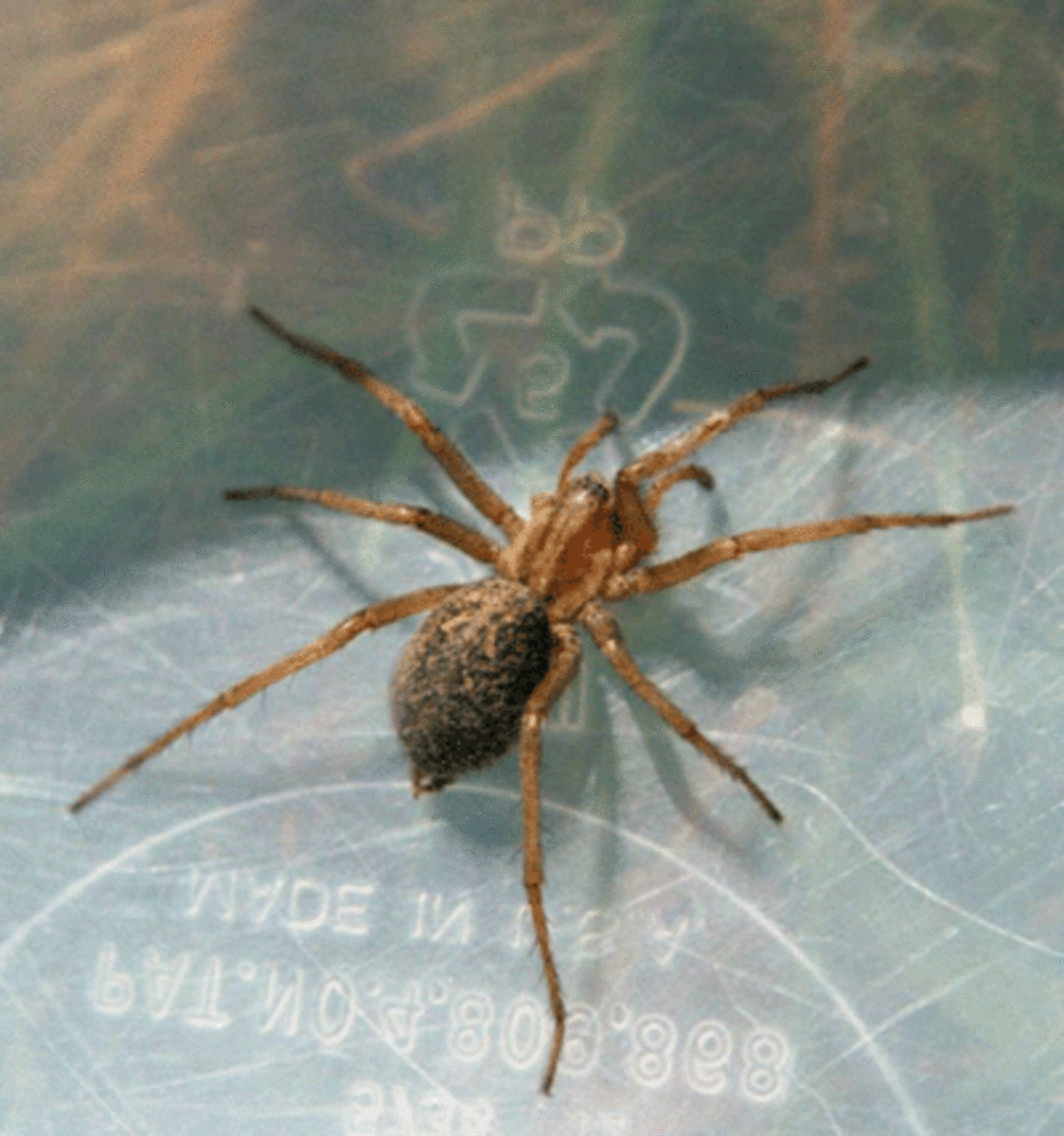 How to Identify Venomous House Spiders Dengarden