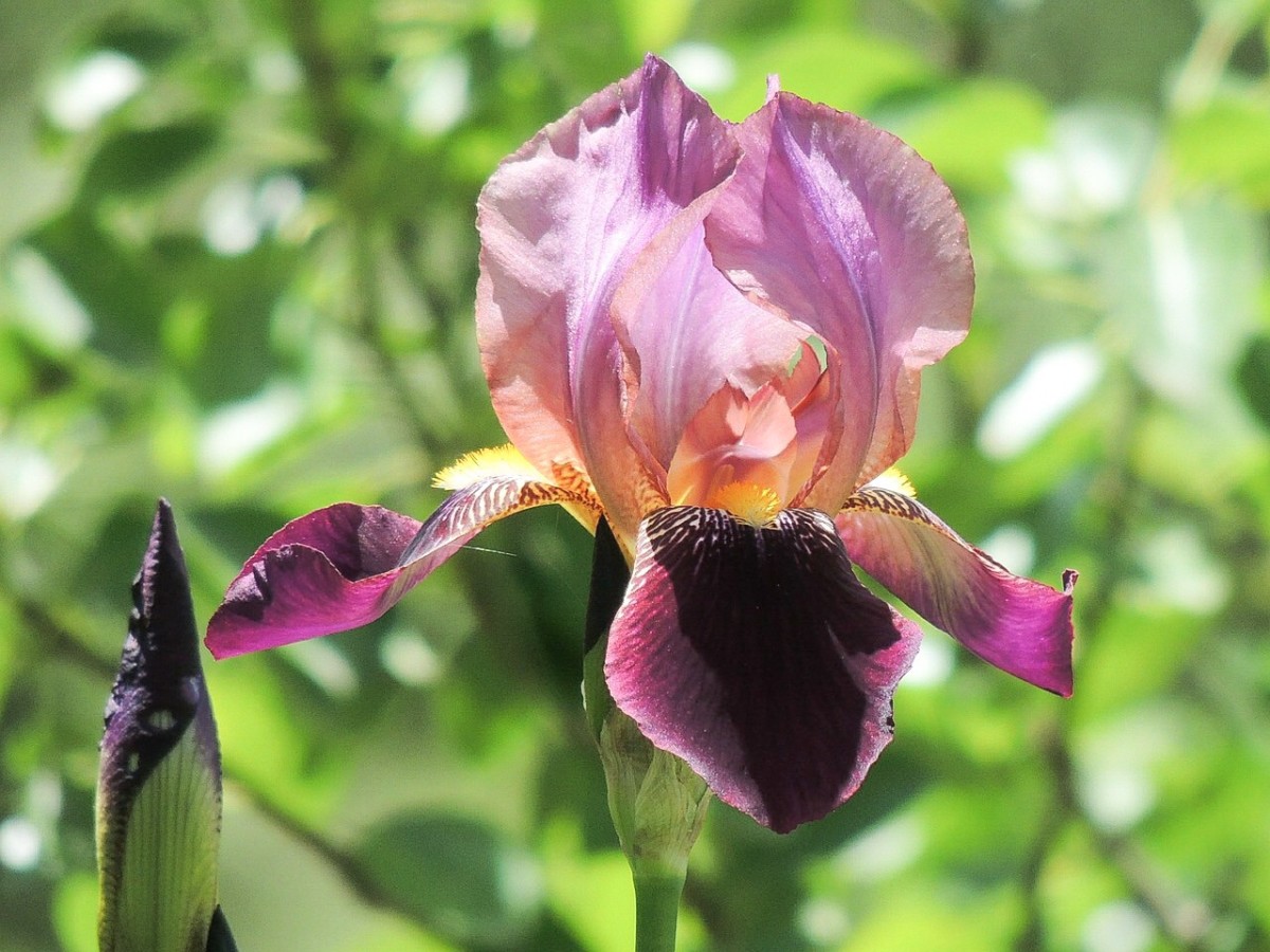 Forty Facts About Irises Beautiful Flowers and Useful Plants Owlcation