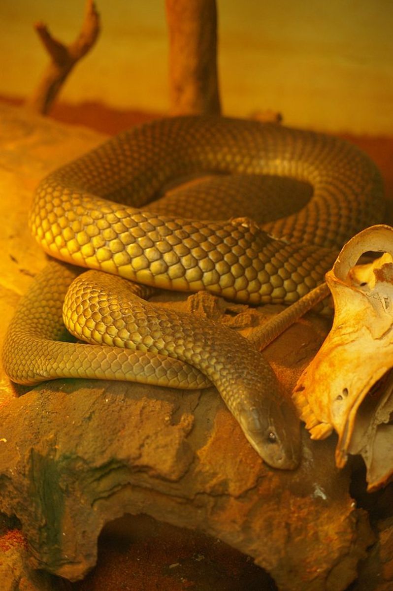 Top 10 Most Dangerous Snakes in Australia HubPages