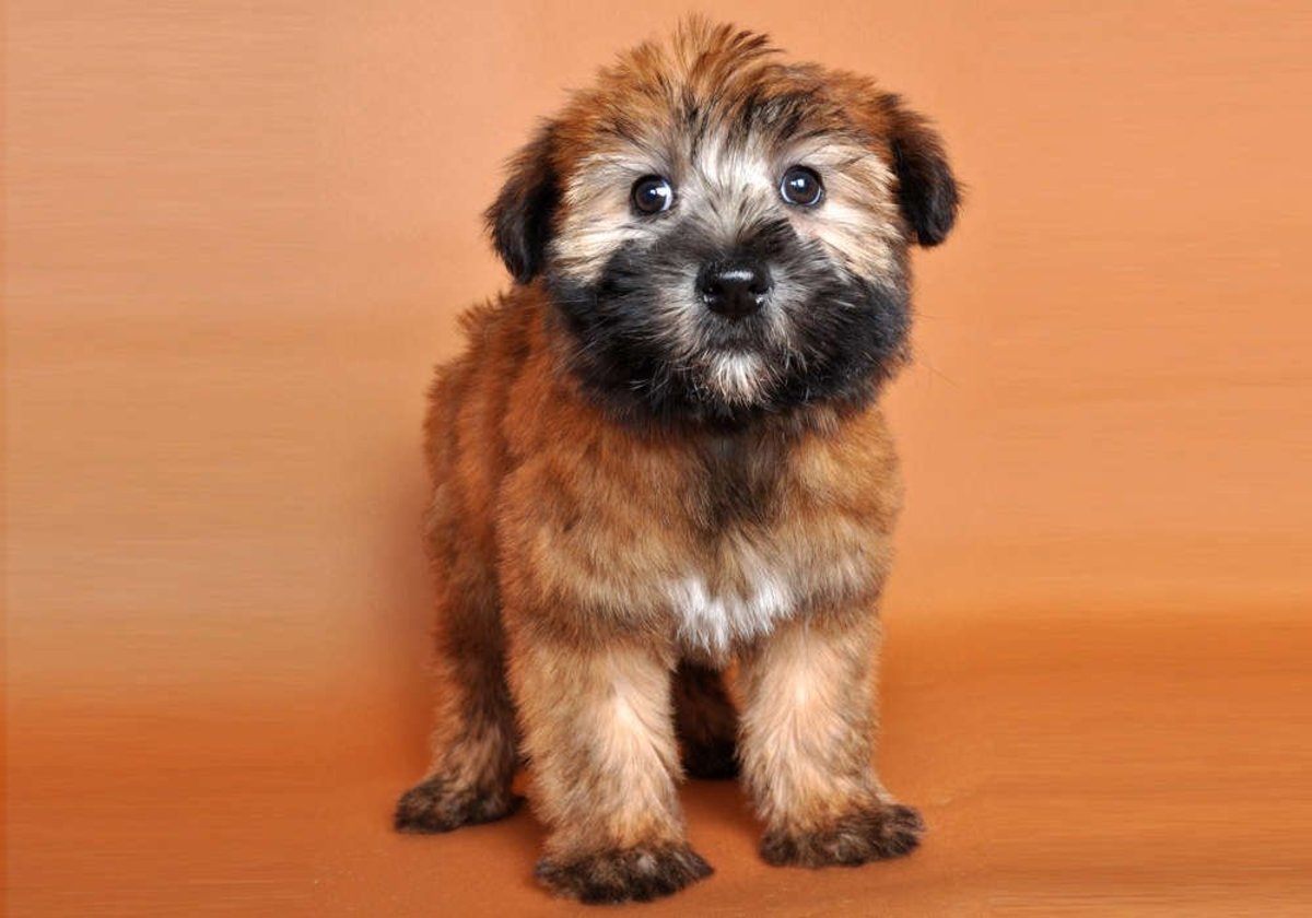 Why Wheaten Terriers Are the Best Family Dog in the World PetHelpful