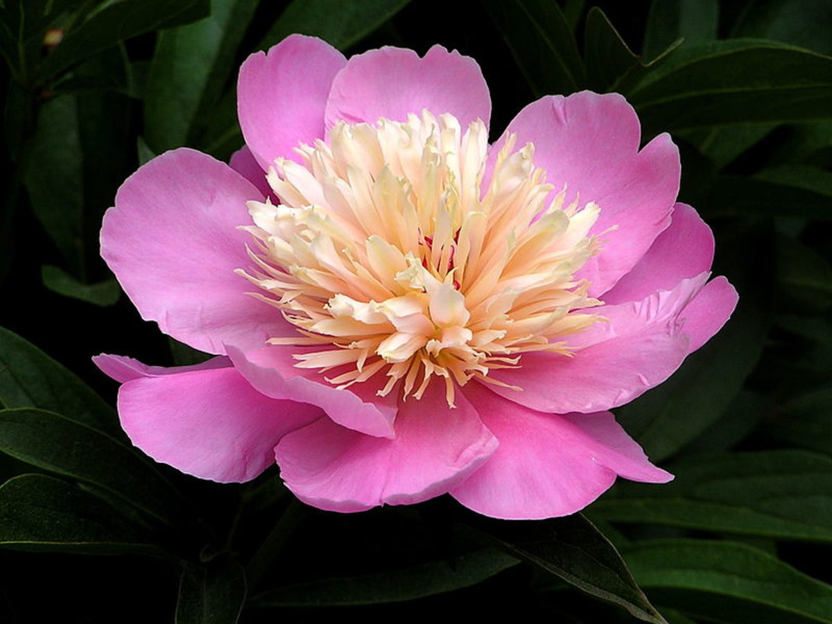 OldFashioned Peony Plants hubpages