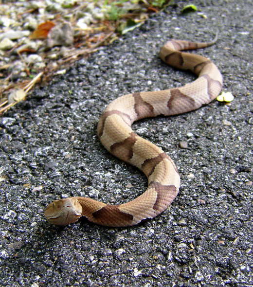 Is It a Rat Snake, Chicken Snake, or a Copperhead? HubPages