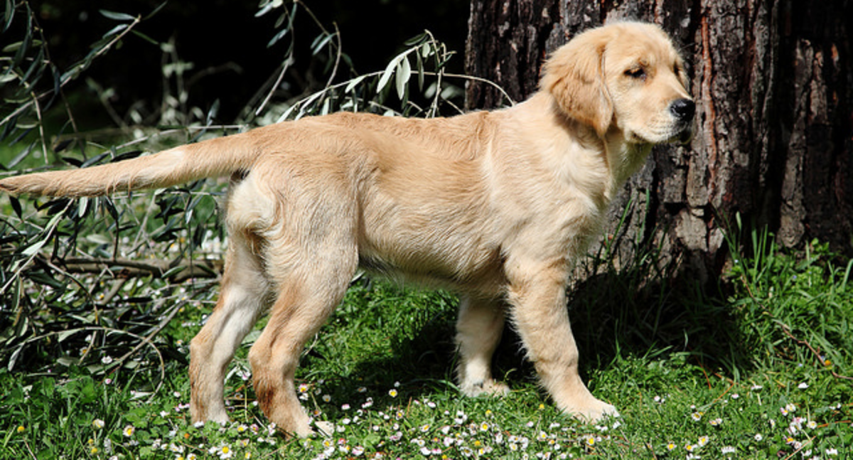 Top 10 Most Beautiful Dog Breeds PetHelpful