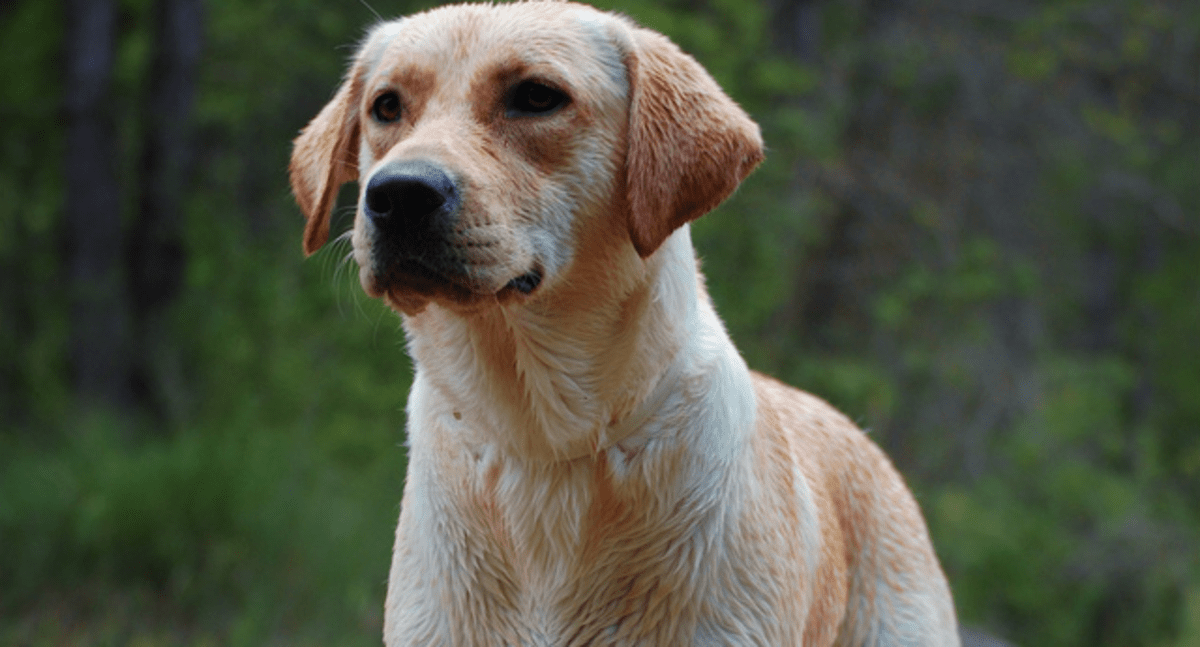 Top 10 Most Beautiful Dog Breeds PetHelpful