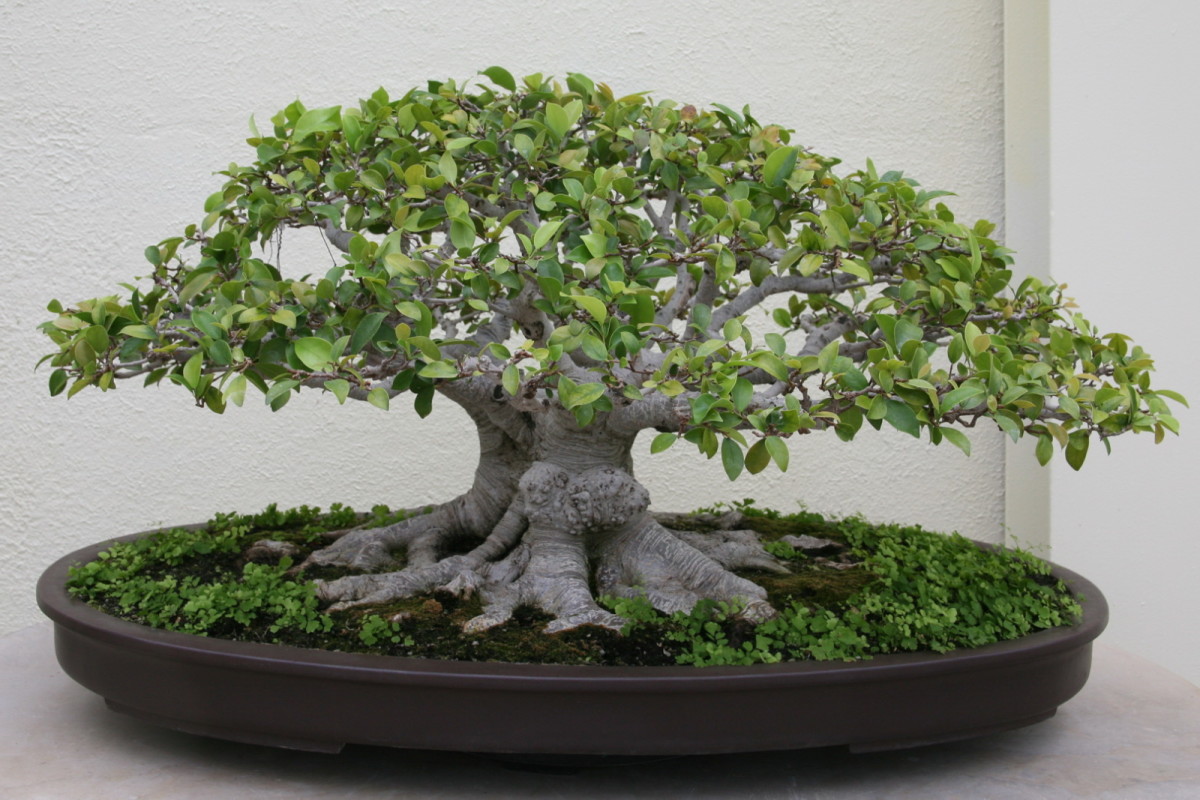 Ginseng Ficus The Perfect Bonsai Tree for the Beginner Dengarden