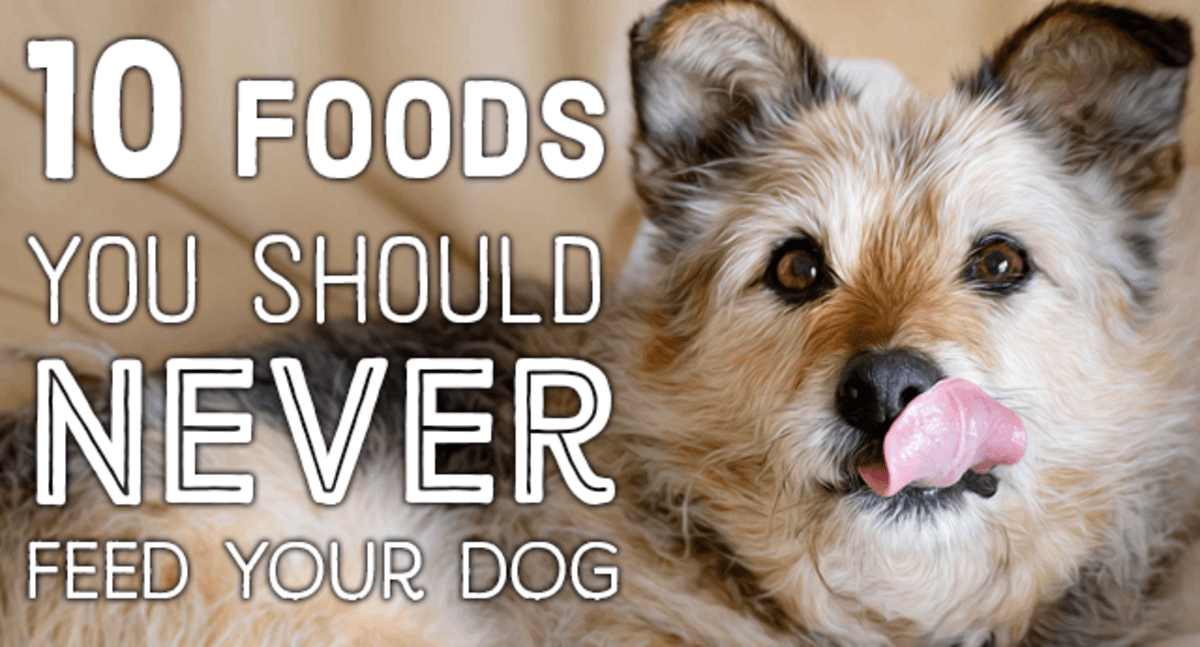 10 Common People Foods That Can Kill Your Dog PetHelpful