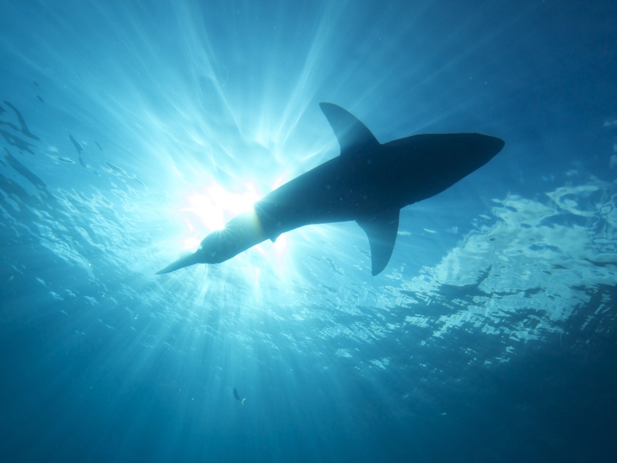 What Are the Biggest Great White Sharks Ever Recorded? Owlcation
