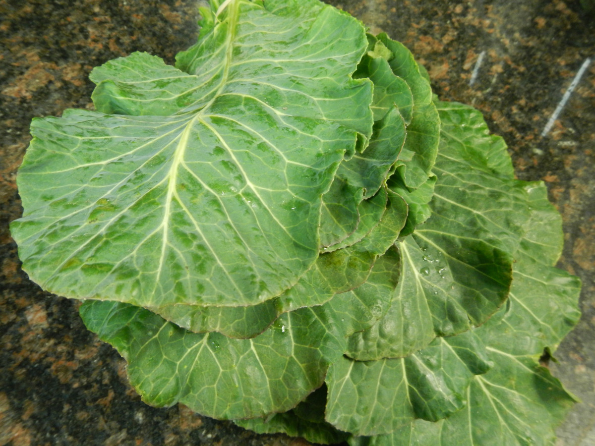 Benefits Of Collard Greens HubPages