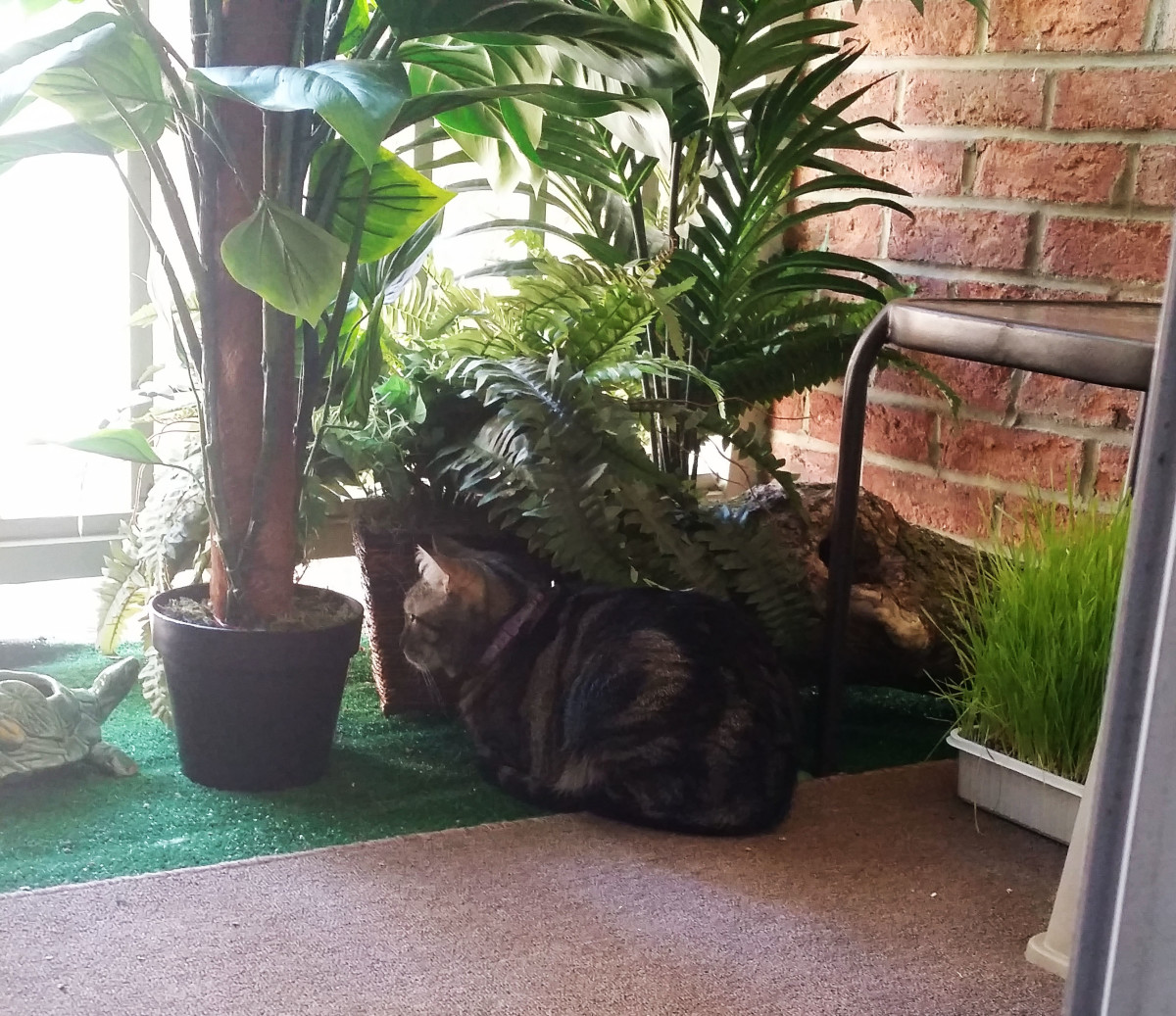 How to Keep Your Indoor Cat Healthy and Happy HubPages