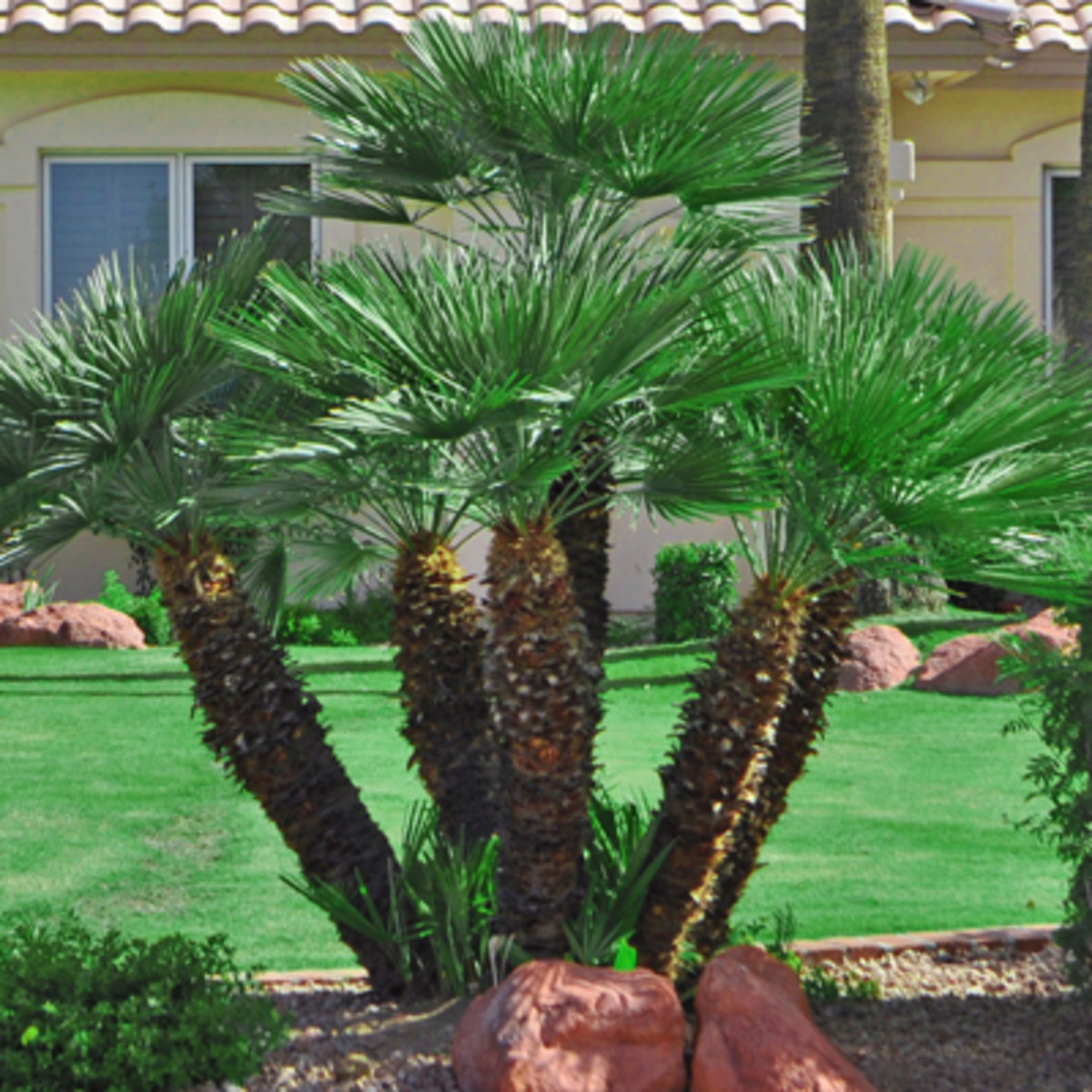 Palm Trees of the Rio Grande Valley HubPages