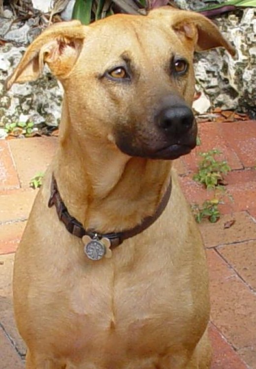 11 Most Dangerous Indian Dogs PetHelpful