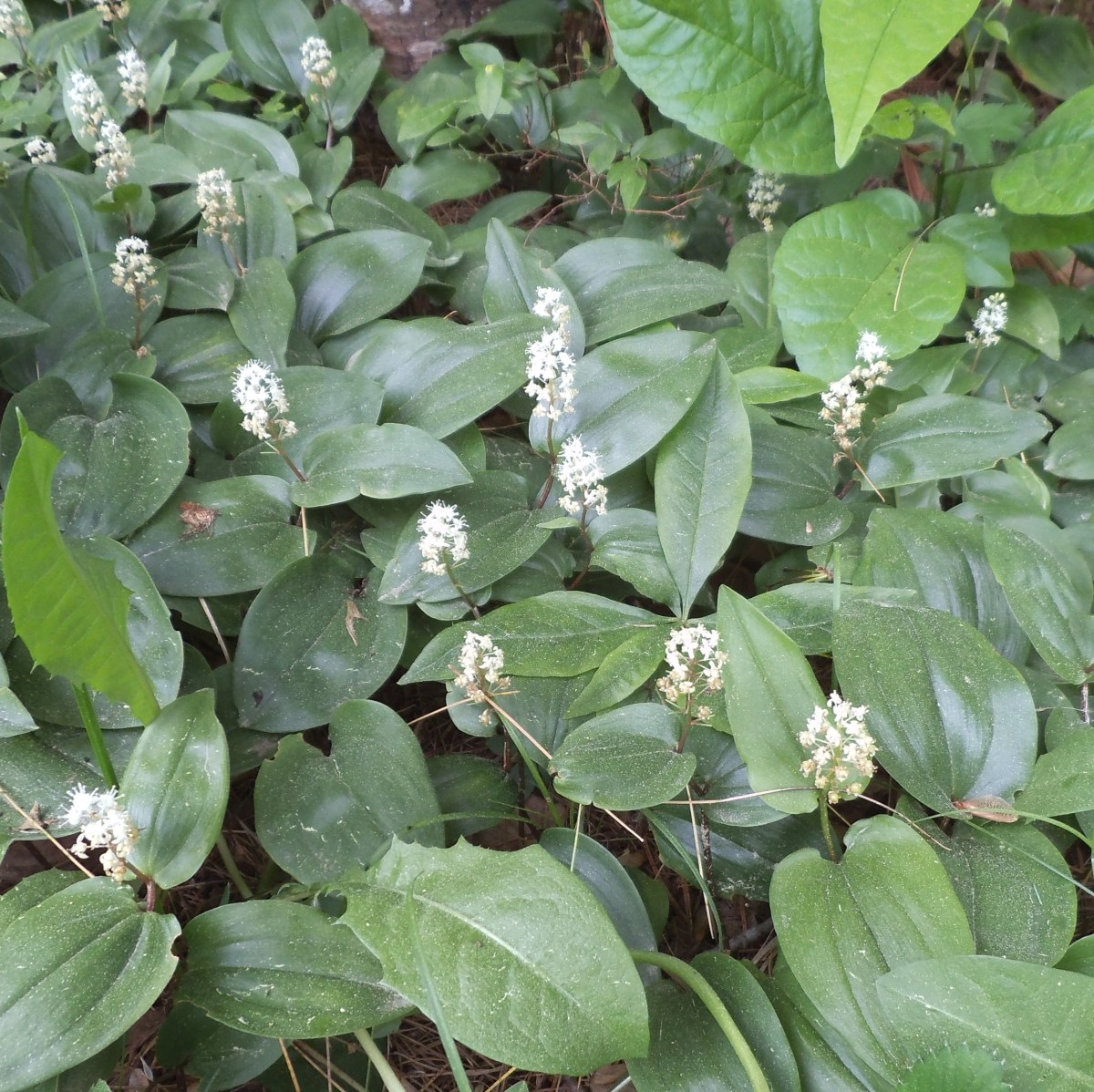 Best Plants for a Wooded Shade Garden HubPages