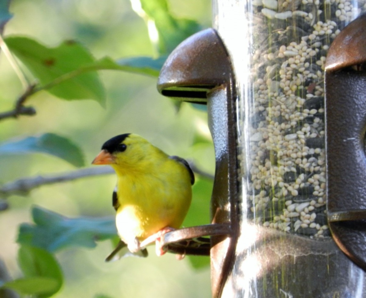 16 Common Songbirds of Pennsylvania Owlcation