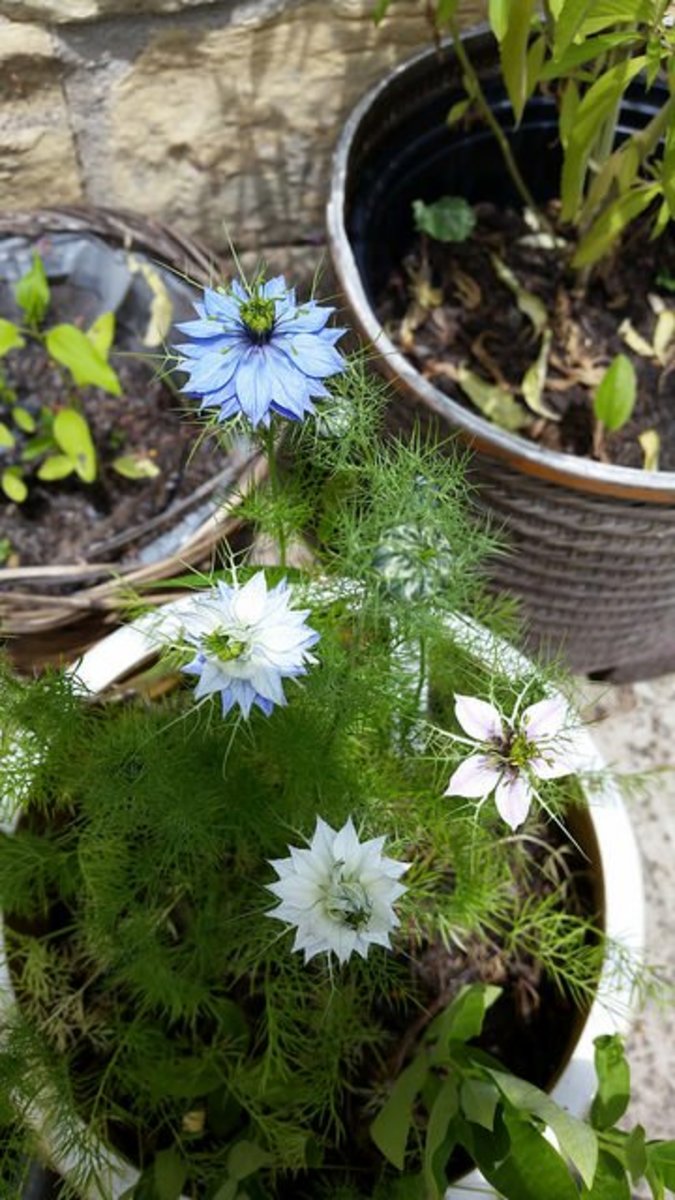 Plant Spotlight LoveinaMist (Nigella Damascena) Dengarden