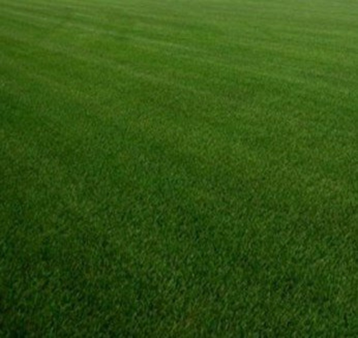 Grass Seed Planting in Ohio Dengarden