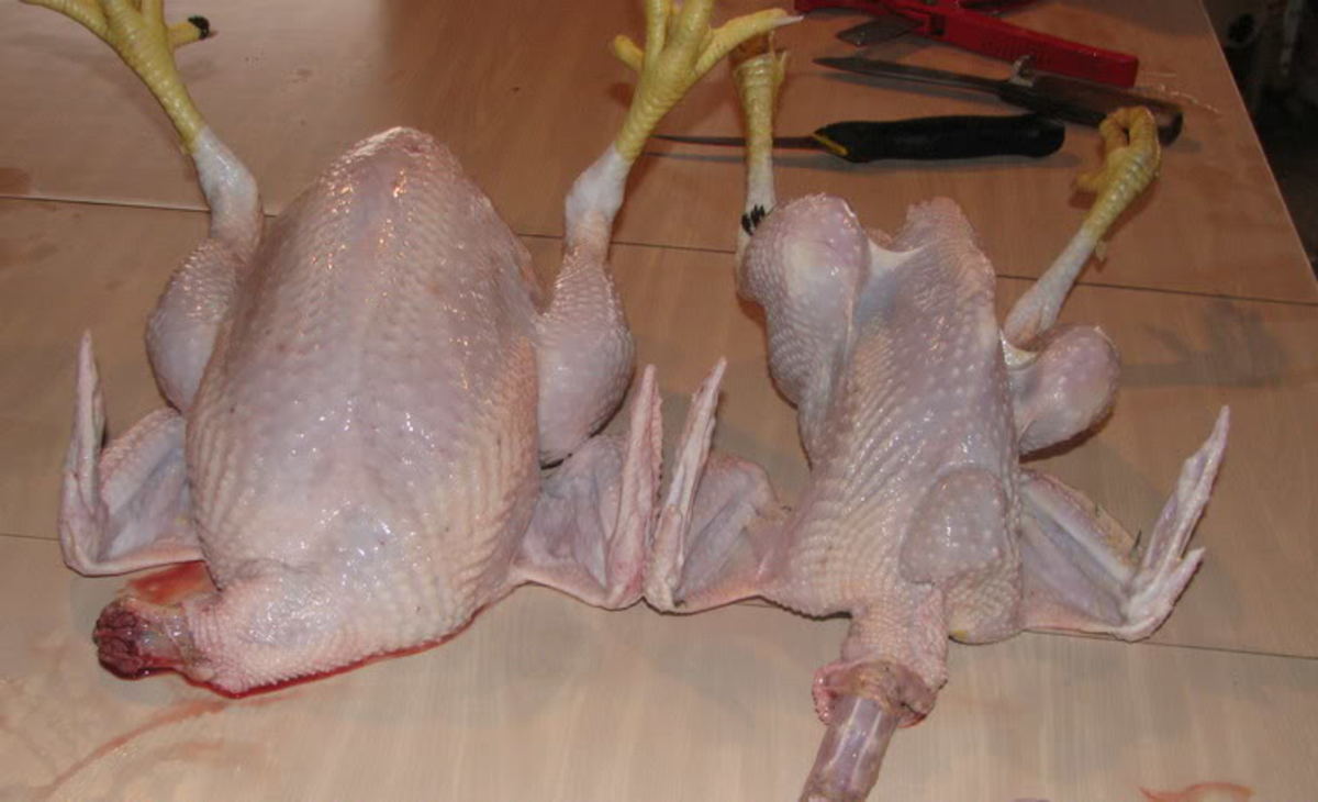 What You need to Know Before Deciding to Raise Extra Roosters for Meat