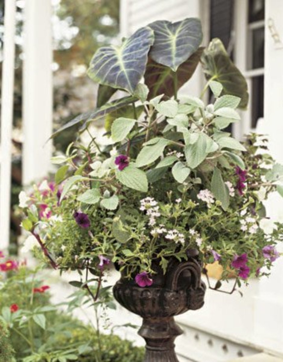 Outdoor Container Gardening Planting a Beautiful Pot of Flowers