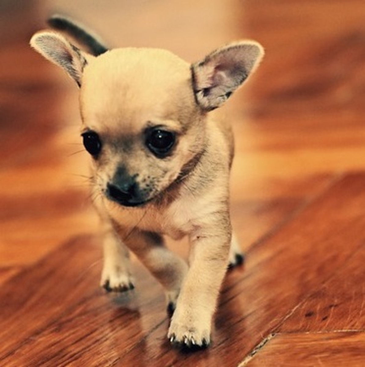 How Long is a Dog Pregnant for Before Giving Birth to