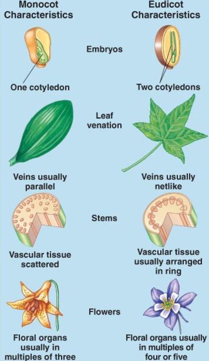 plants have Sex only in ANGIOSPERMS?