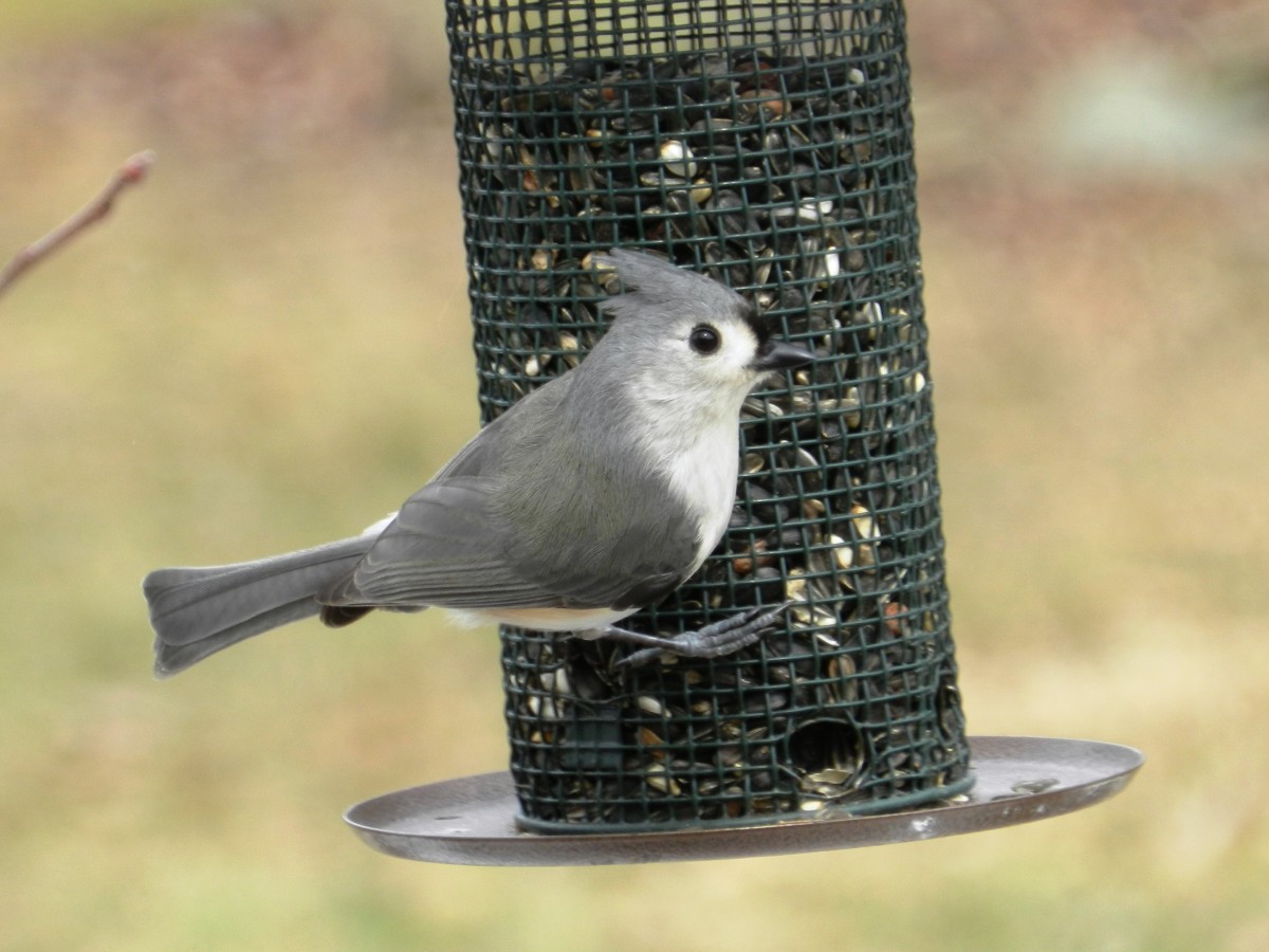16 Common Songbirds of Pennsylvania Owlcation