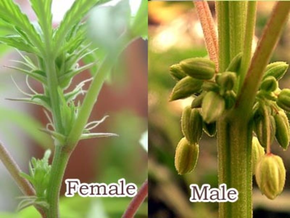 plants have Sex only in ANGIOSPERMS? HubPages