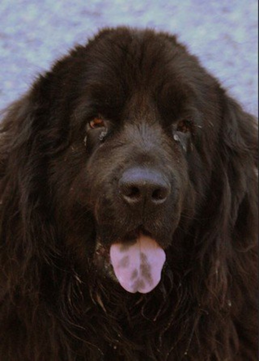 Dogs with Black in Their Mouth PetHelpful