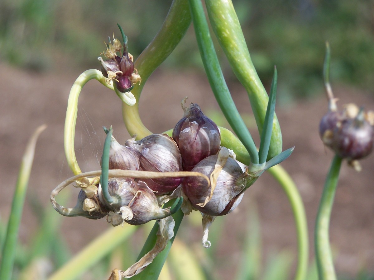 Growing and Using Egyptian Onions Dengarden