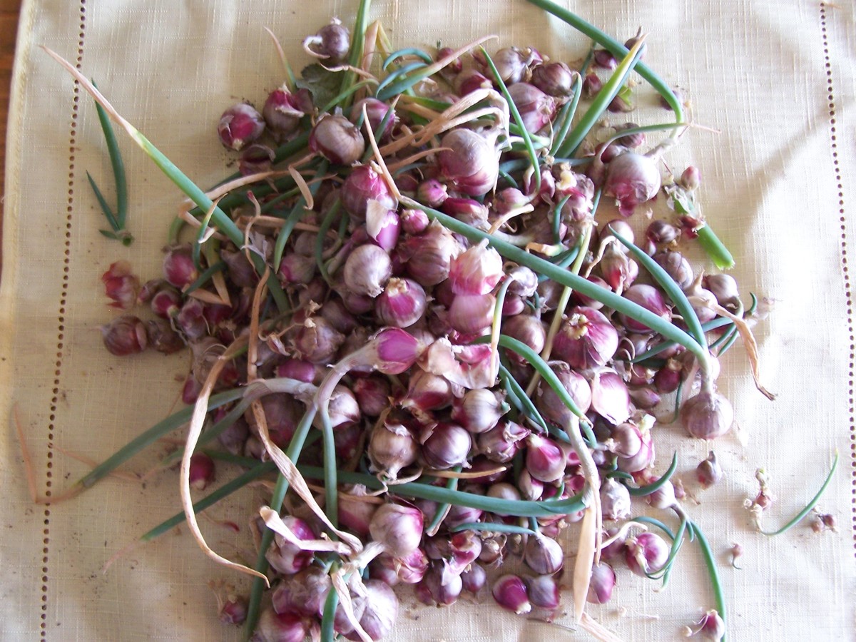 Growing and Using Egyptian Onions Dengarden