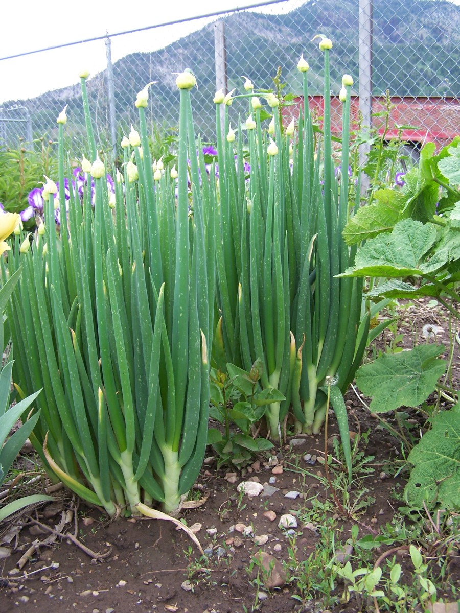 Growing and Using Egyptian Onions Dengarden
