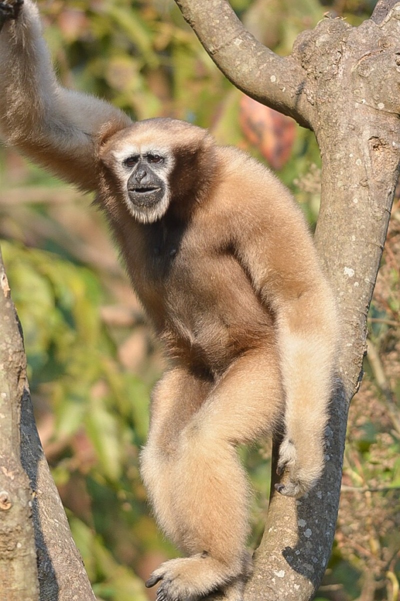 Interesting Facts About Gibbons Vocal and Endangered Animals HubPages