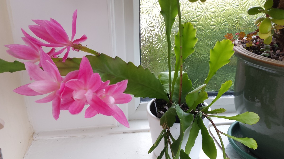 How To Grow An Orchid Cactus Cactus and succulents are enjoying
