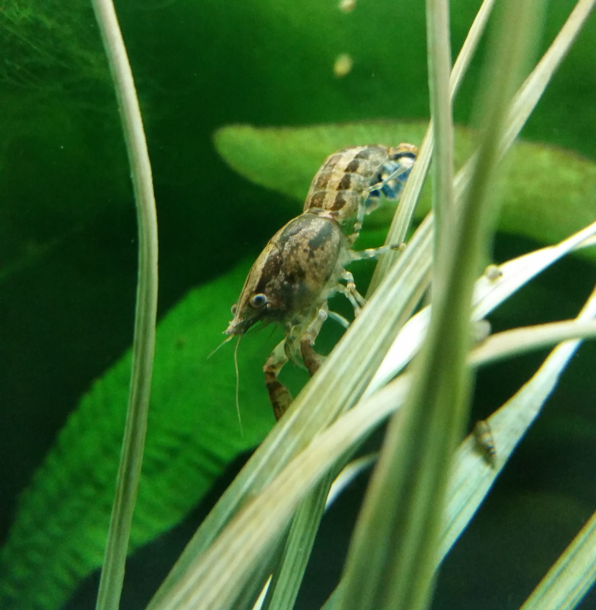 Cajun Dwarf Crayfish Care PetHelpful