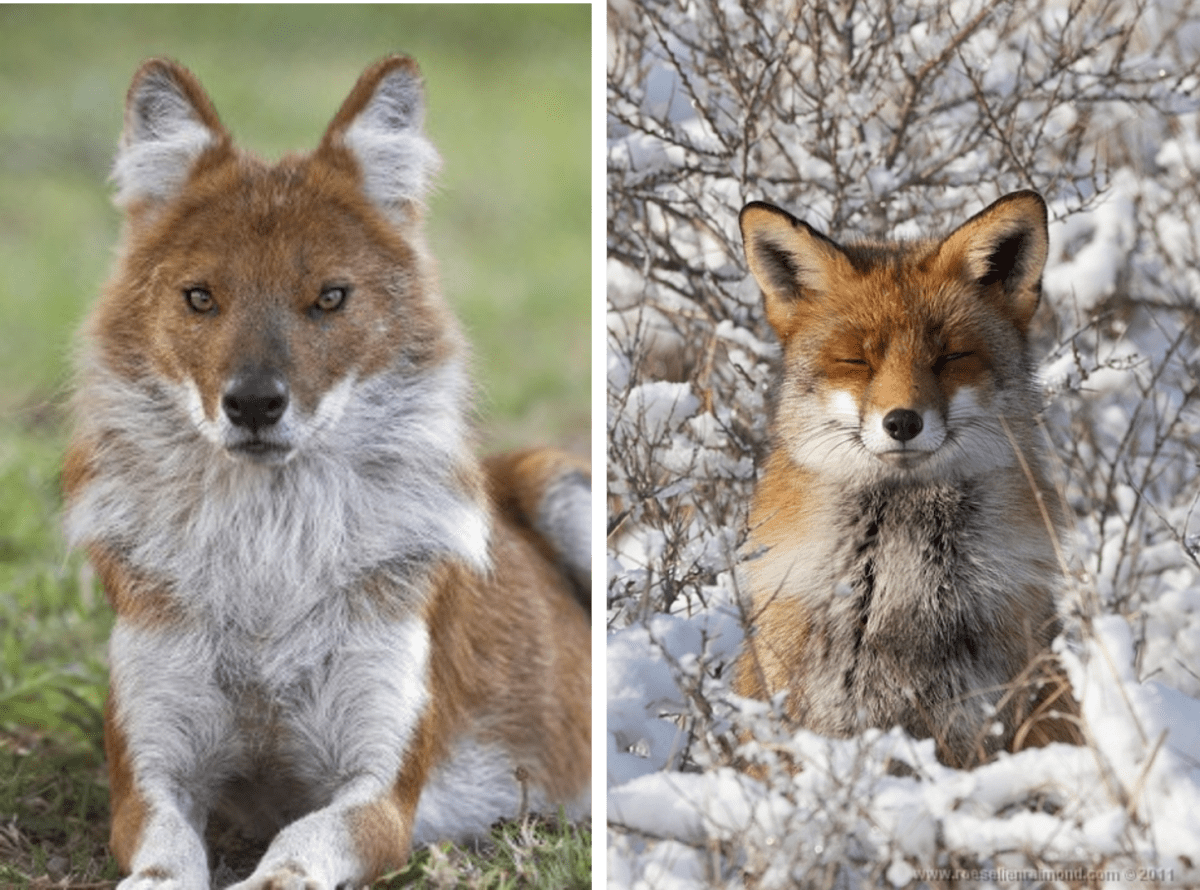 11 Dogs That Look Like a Fox PetHelpful