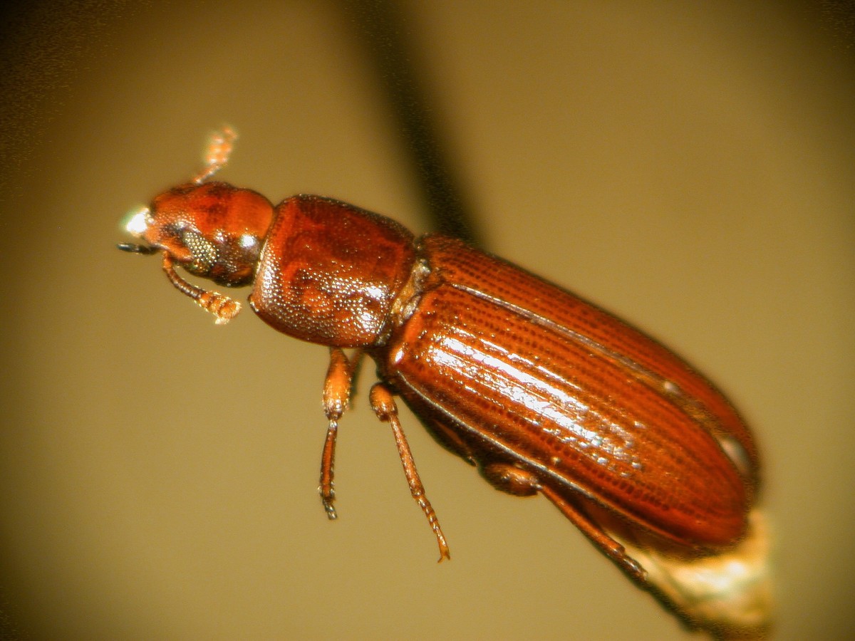 Flour Beetles or Weevils Facts, Pest Control, and Flash Fiction HubPages