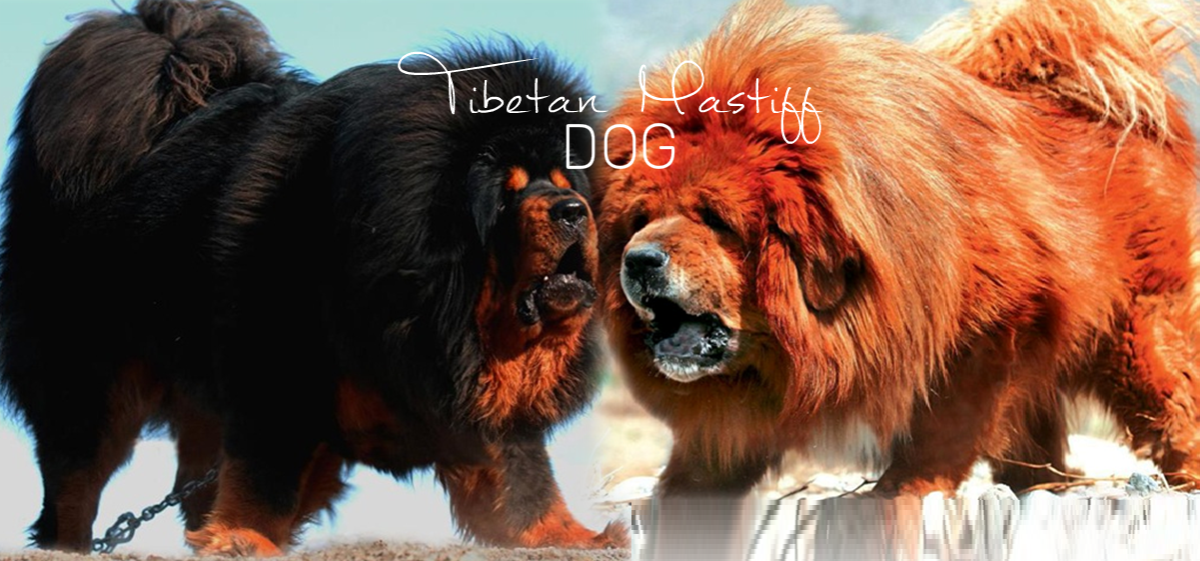 7 Dogs Like Tibetan Mastiff PetHelpful