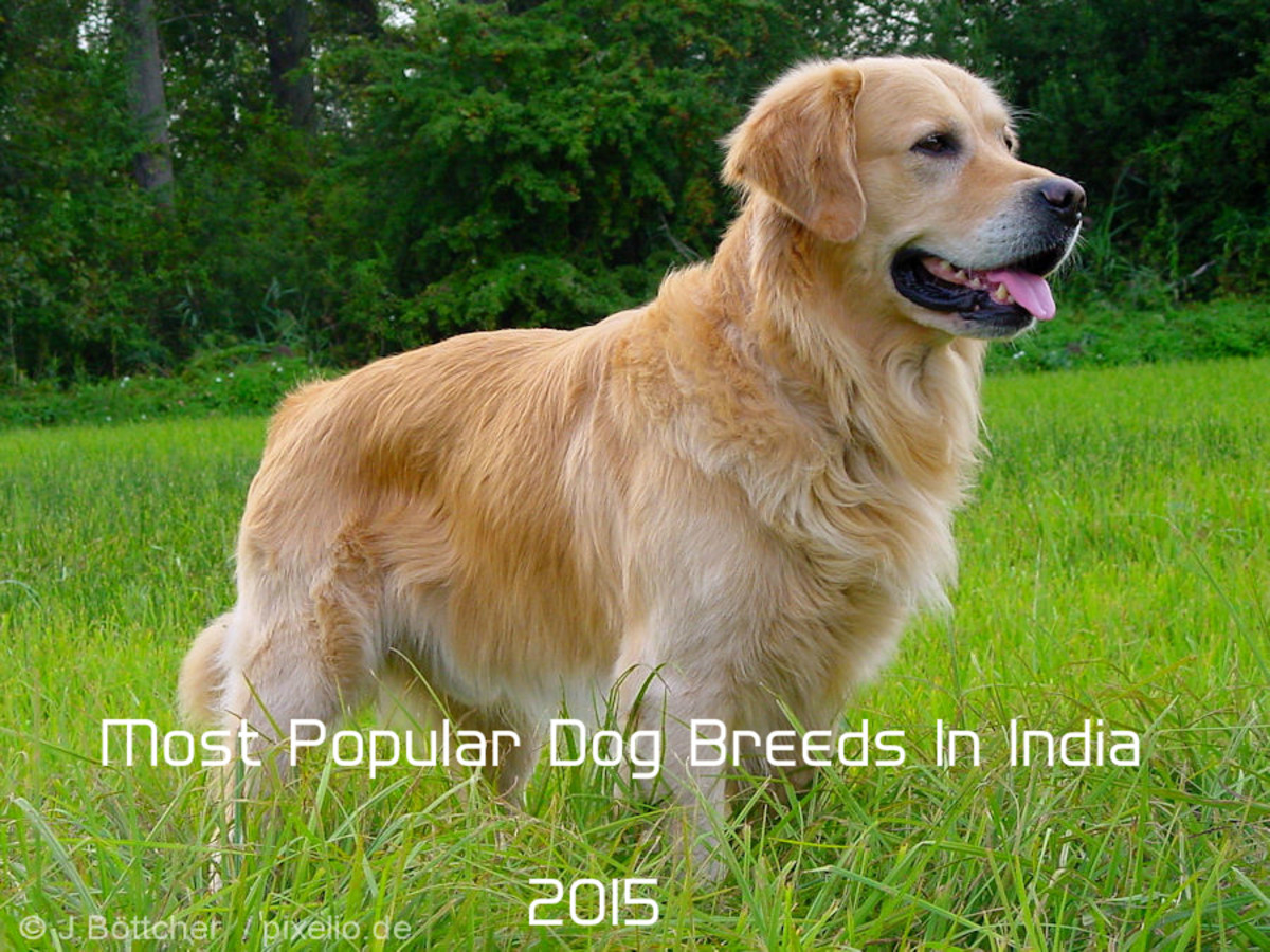 10 Most Popular Golden Retriever Mix Dogs HubPages
