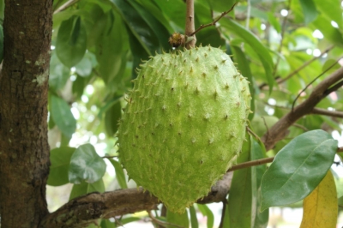 The Soursop and the Jagua Two Soft Fruits with Powerful Effects in