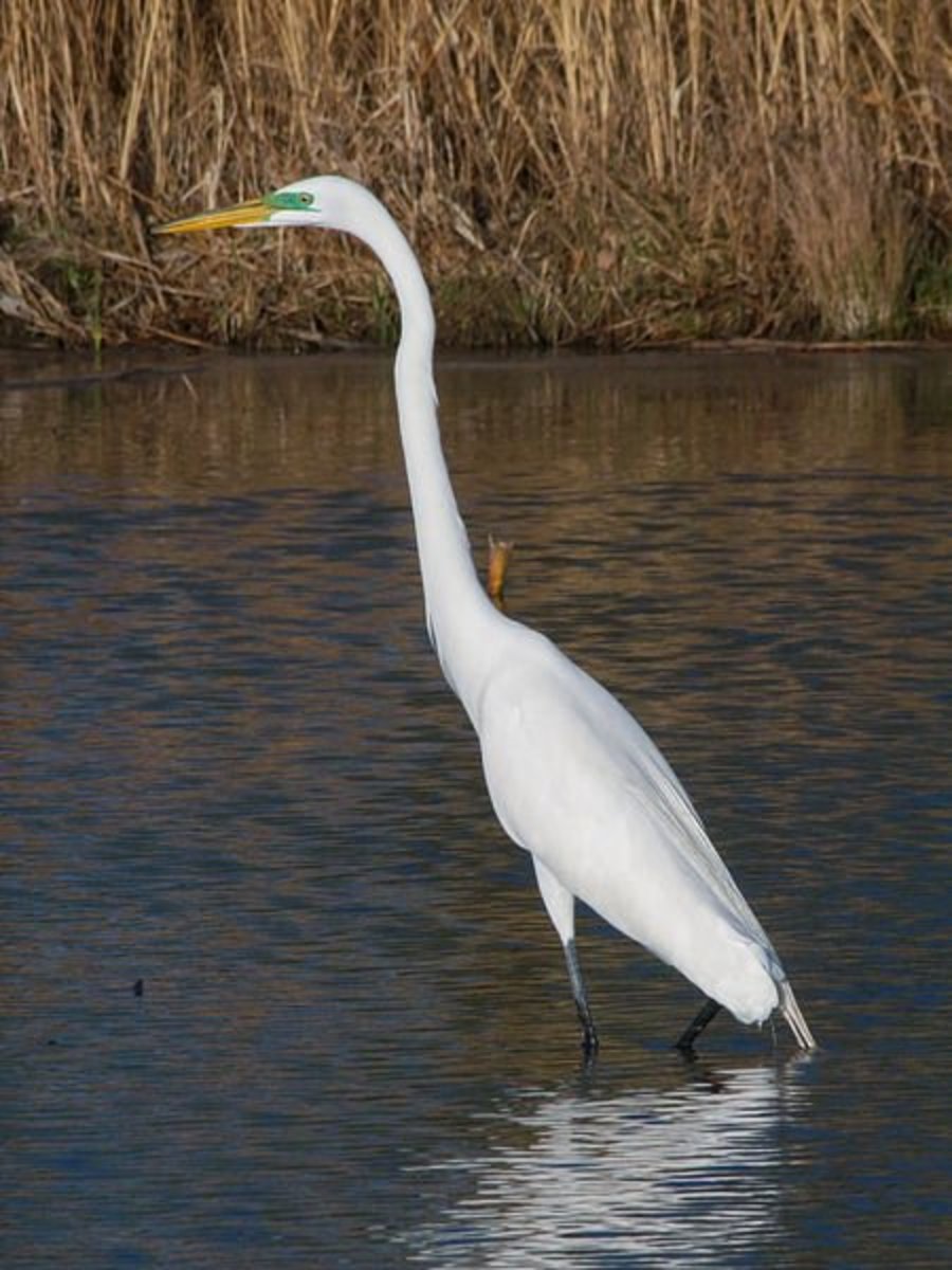 The Great White Egret Interesting Facts and Information hubpages