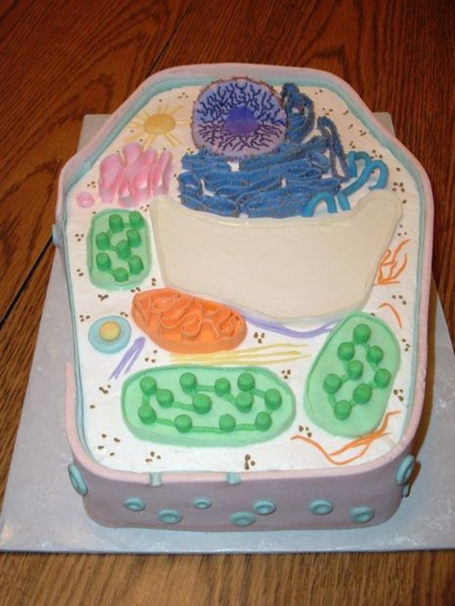 How to Create 3D Plant Cell and Animal Cell Models for Science Class