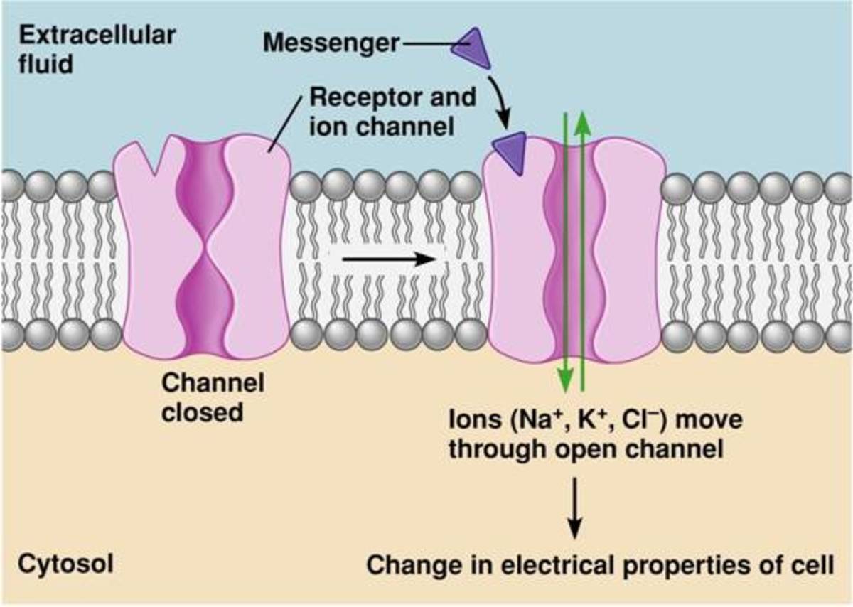 How drugs work? Different drug receptors (eg Tyrosine Kinase